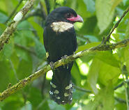 Dusky Broadbill