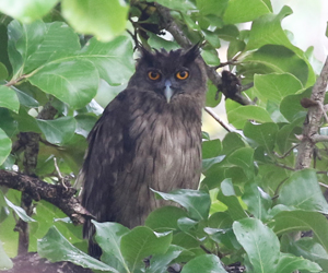 Dusky Eagle Owl