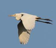 Eastern Cattle Egret