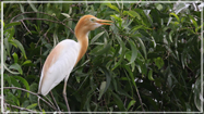 Eastern Cattle Egret