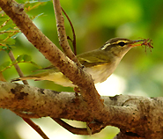 Eastern Crowned Warbler