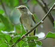 Eastern Crowned Warbler