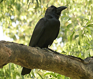 Eastern Jungle Crow