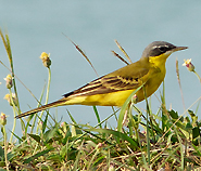 Eastern Yellow Wagtail