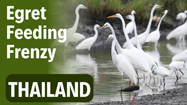 Egret Feeding Frenzy