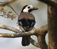 Eurasian Jay