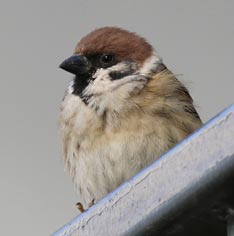 Eurasian Tree Sparrow