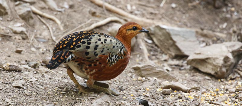 ferruginous Partridge