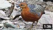 Ferruginous Partridge