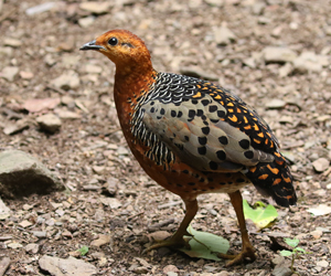 Ferruginous Partridge