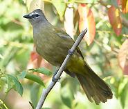 Flavescent Bulbul