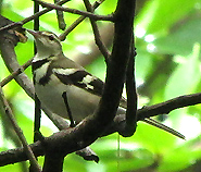 Forest Wagtail