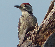 Freckle-breasted Woodpecker