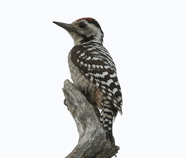 Freckle-breasted Woodpecker