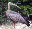 Giant Ibis