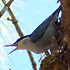 Giant Nuthatch