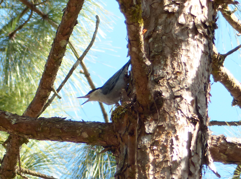 Giant Nuthatch