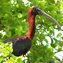 Glossy Ibis