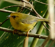 Golden Babbler