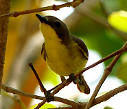 Golden-bellied Gerygone