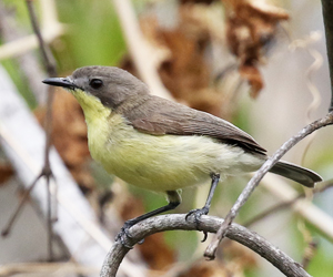 Golden-bellied Gerygone