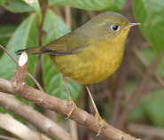 Golden Bush Robin