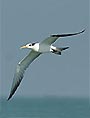 Great Crested Tern