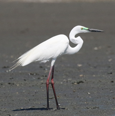 Eastern Great Egret