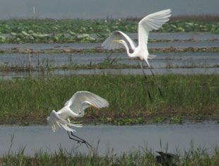 Eastern Great Egrets