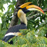 Great Hornbill