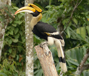 Great Hornbill