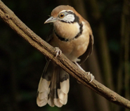 Greater Necklaced Laughingthrush