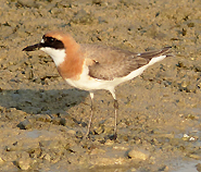 Greater Sand Plover