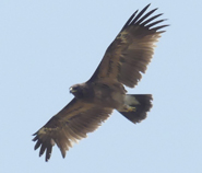 Greater Spotted Eagle