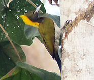 Greater Yellownape