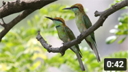 Green Bee-eaters