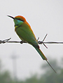 Green Bee-eater