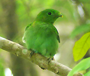 Green Broadbill
