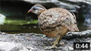 Green-legged Partridge