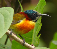 Green-tailed Sunbird