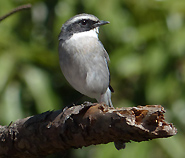 Grey Bushchat