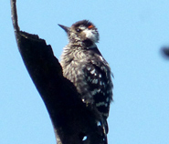 Grey-capped Pygmy Woodpecker