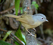 Grey-cheeked Fulvetta