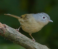 Grey-cheeked Fulvetta