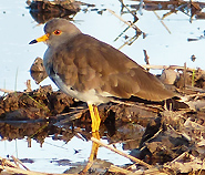 Grey-headed Lapwing