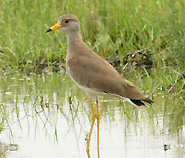 Grey-headed Lapwing