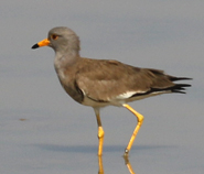 Grey-headed Lapwing