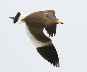 Grey-headed Lapwing