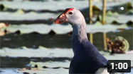 Grey-headed Swamphen