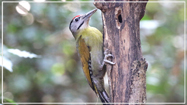 Grey-headed Woodpecker